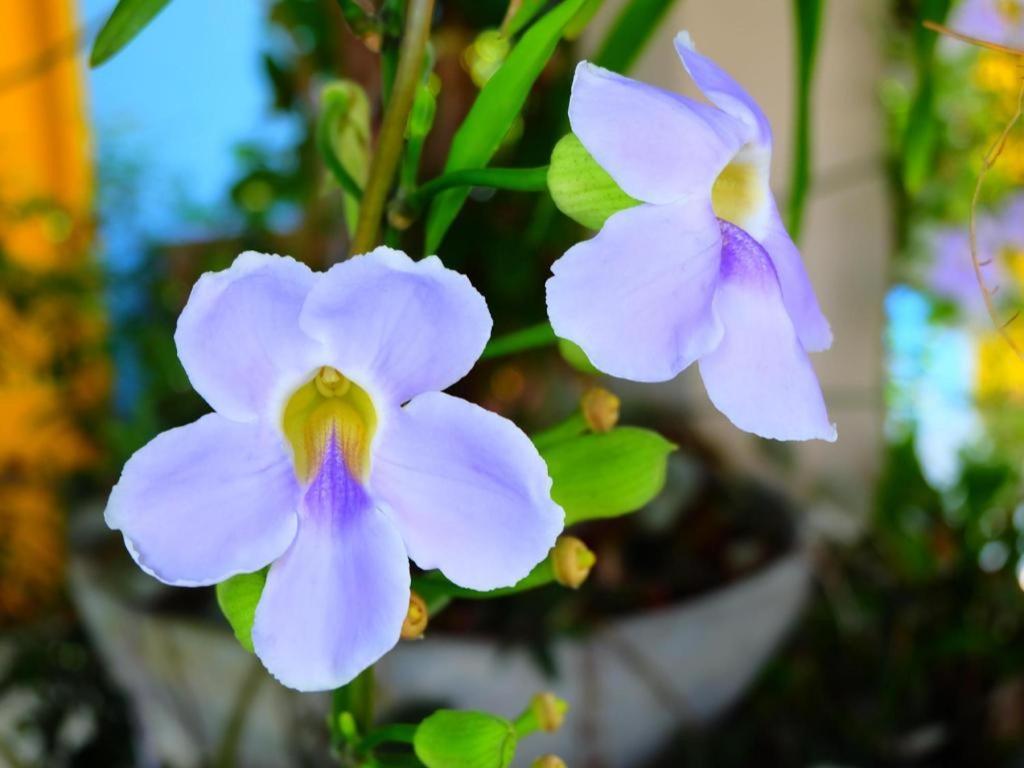 Rommai Rimnaam Resort Ranong Ngoại thất bức ảnh